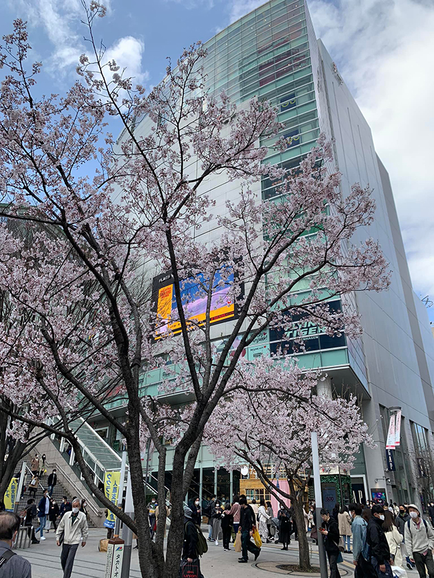 一足先の桜満開