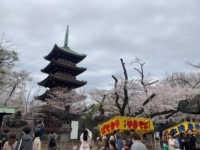 上野公園の桜