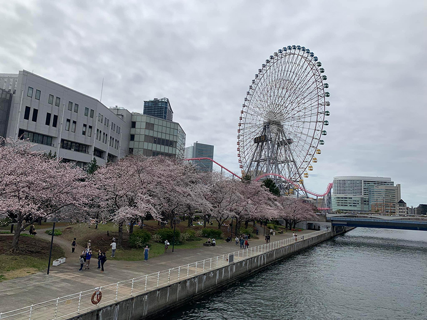 横浜の桜の様子です！