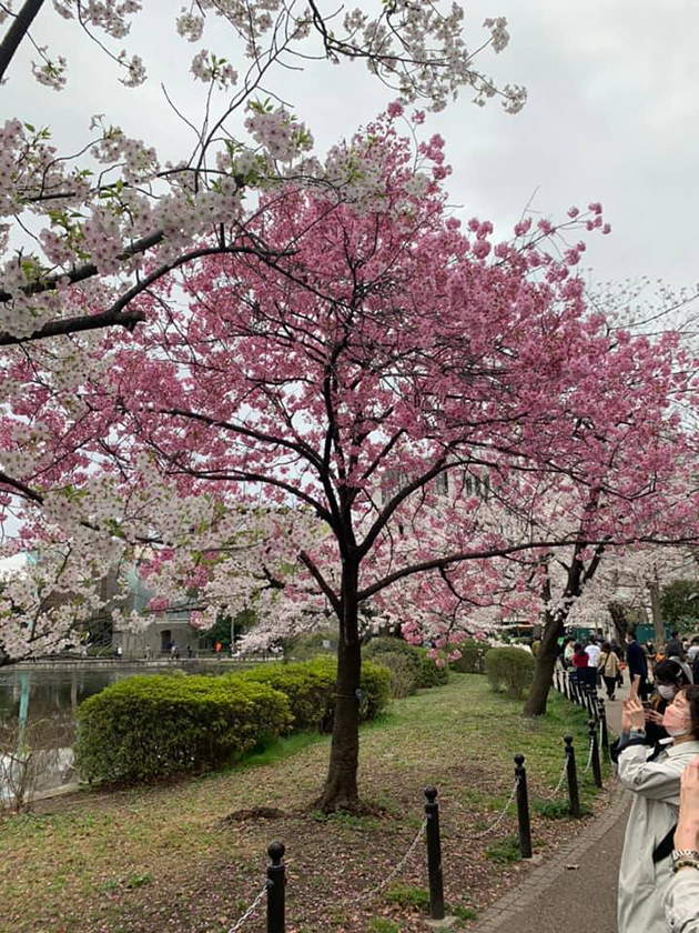 上野公園の不忍池の桜