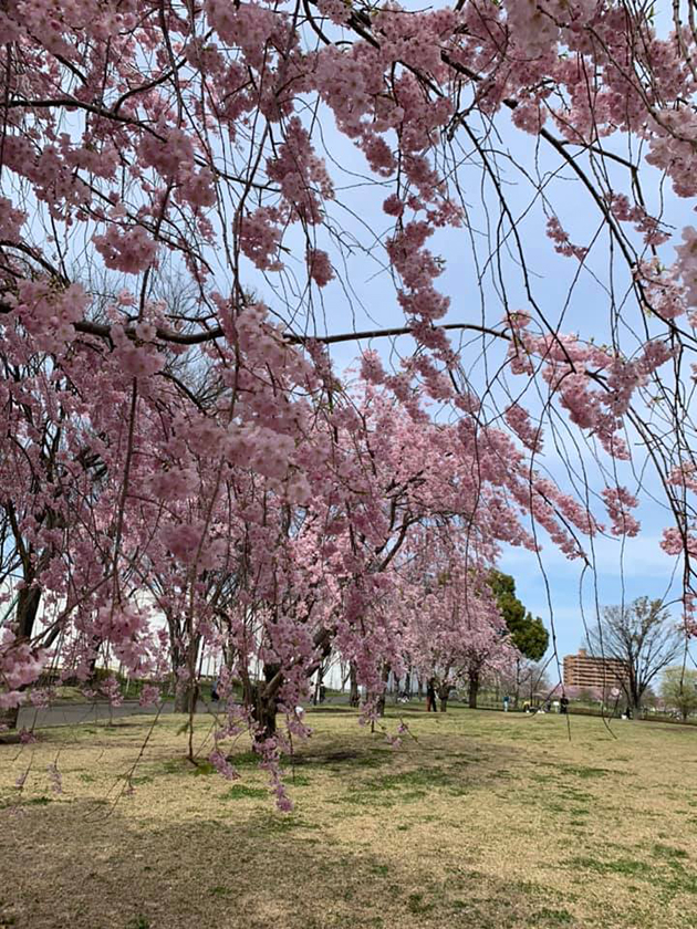 尾久の原公園のしだれ桜