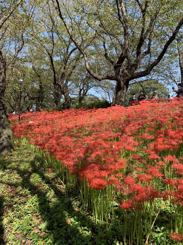 権現堂公園の曼珠沙華祭り