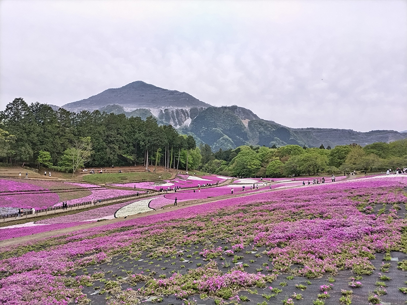 埼玉県羊山公園の芝桜