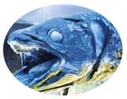 沼津港深海水族館（イメージ）